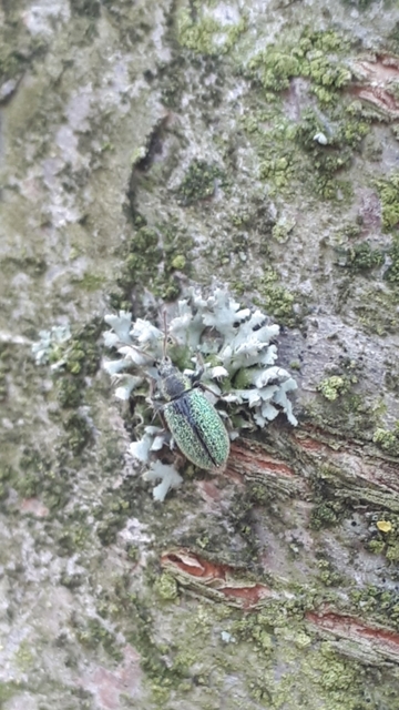 Phyllobius betulinus - változékony levélormányos