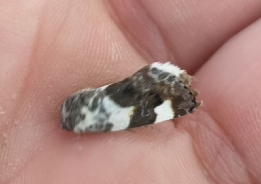 Acontia lucida - fehér nappalibagoly