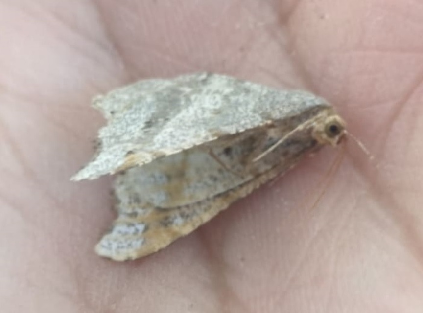 Macaria alternata - közönséges szürkearaszoló