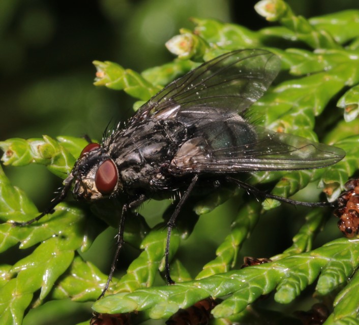 Calliphoridae - dongólegyek
