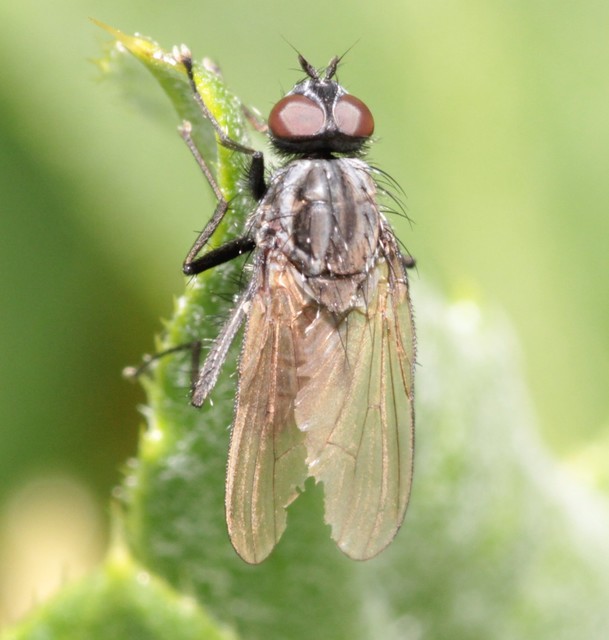 Fannia