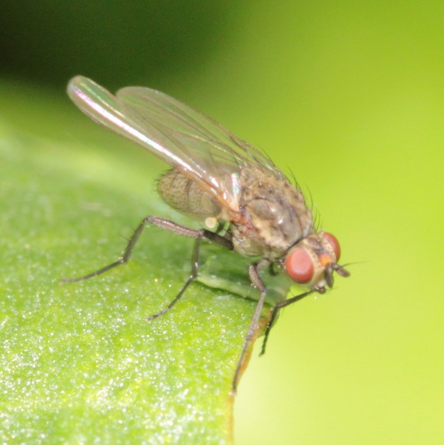 Anthomyiidae - viráglegyek