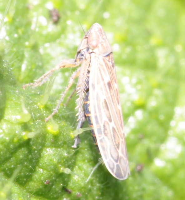Psammotettix alienus