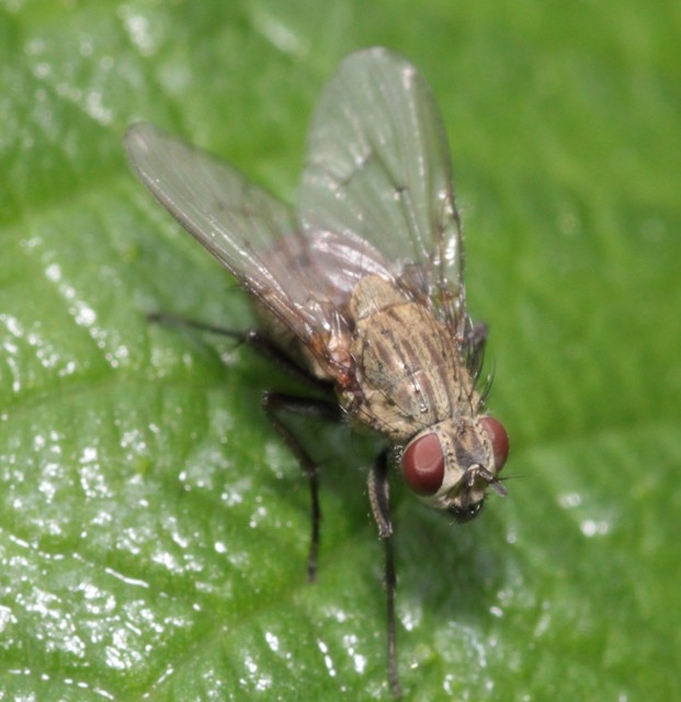 Phaoniinae
