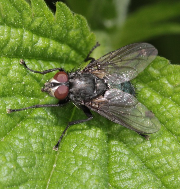 Calliphoridae - dongólegyek