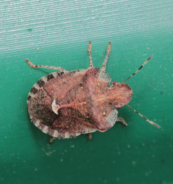 Dyroderes umbraculatus Dyroderes umbraculatus