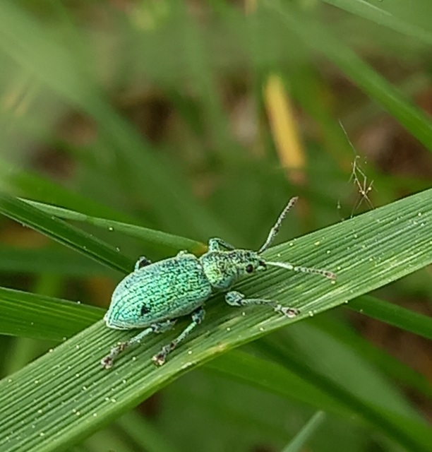 Phyllobius thalassinus - tömpeorrú levélormányos