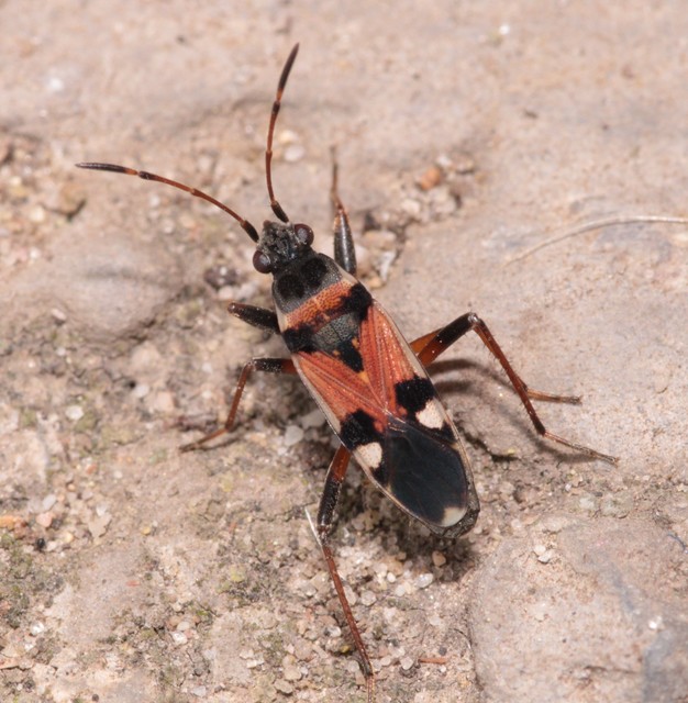 Beosus quadripunctatus - pettyes homokibodobács