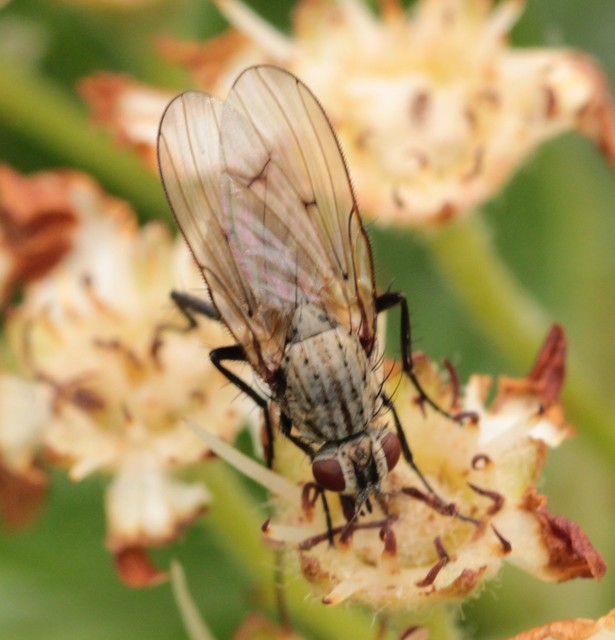Anthomyia