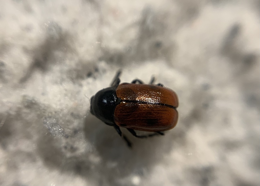 Cryptocephalus coryli - mogyoró-zömökbogár