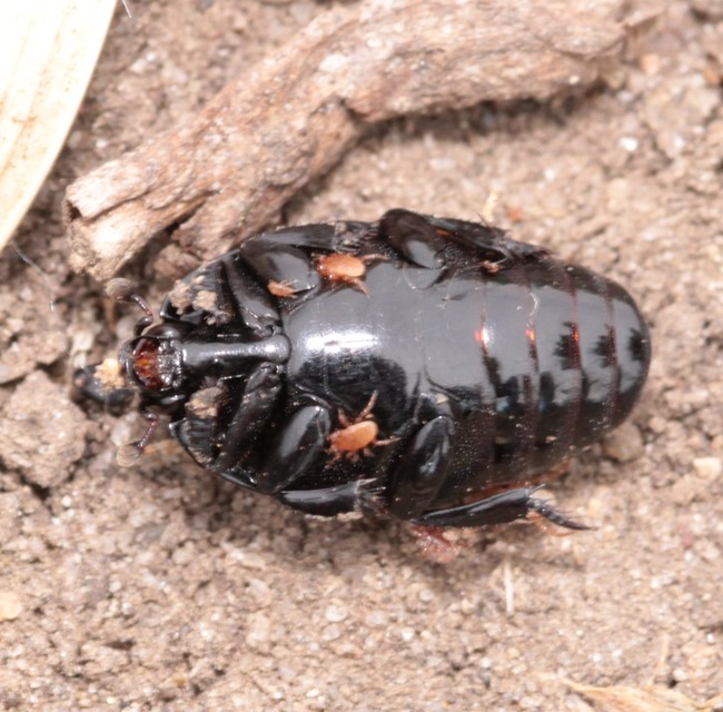Margarinotus