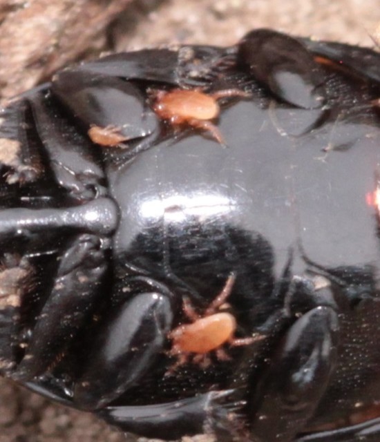 Parasitidae