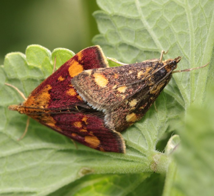 Pyrausta aurata - aranyló bíbormoly