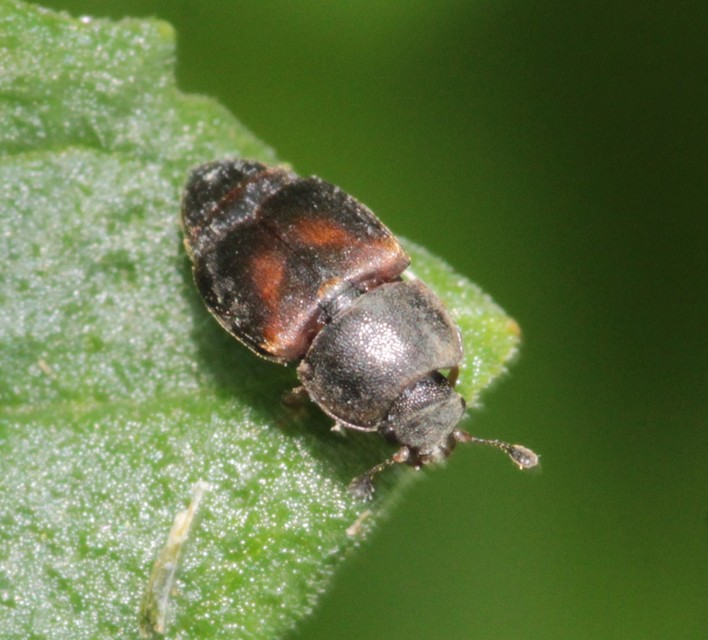 Nitidulidae - fénybogárfélék