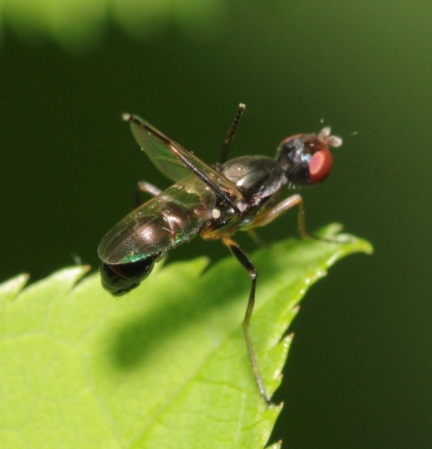 Nemopoda nitidula