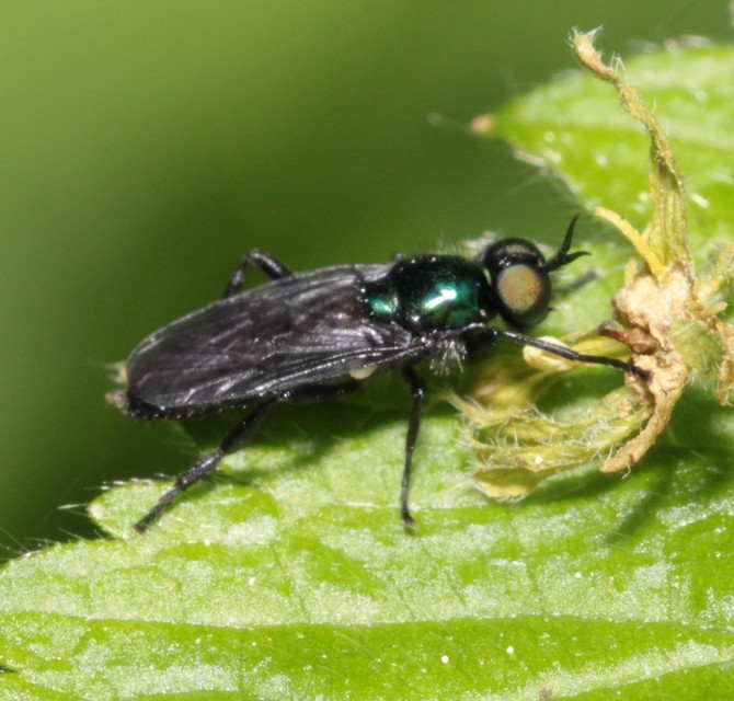 Actina chalybea - csillogó tüskéslégy
