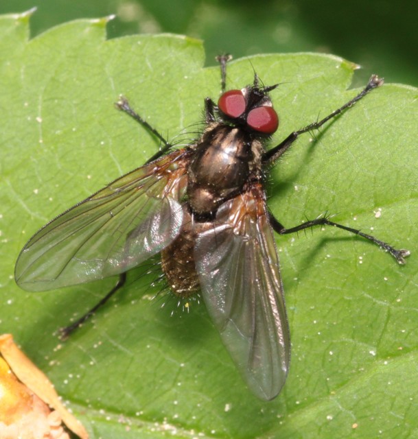 Anthomyiidae - viráglegyek