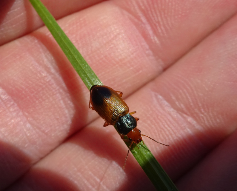 Diachromus germanus - német tarkafutó