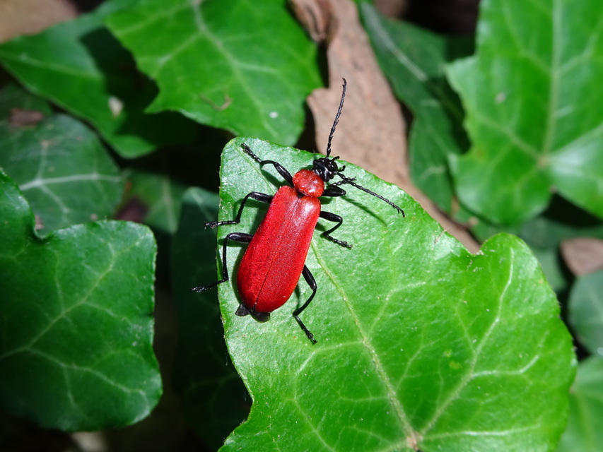 Pyrochroa coccinea - nagy bíborbogár