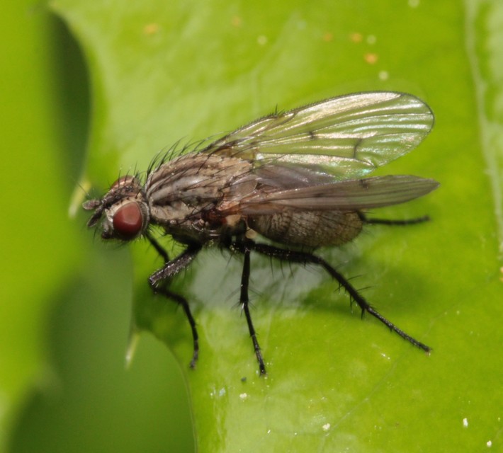 Anthomyia