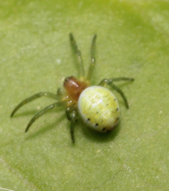 Araniella