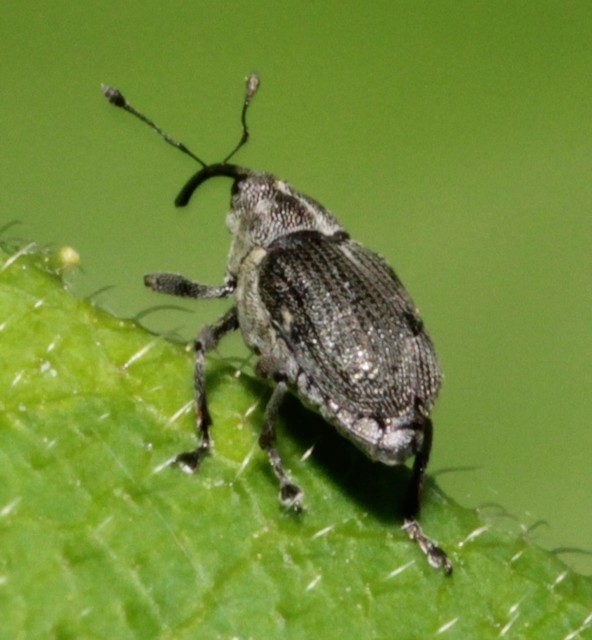 Ceutorhynchus obstrictus - repcebecő-ceutormányos