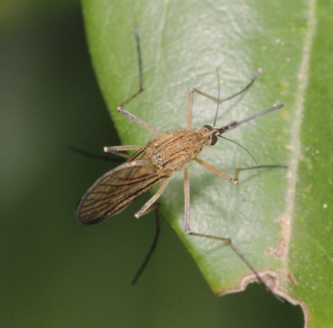 Culicidae - csípőszúnyogok