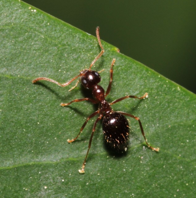 Prenolepis nitens - ragyogóhangya