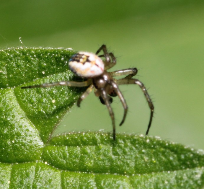 Mangora acalypha - réti keresztespók