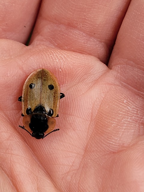 Dendroxena quadrimaculata - négypettyes dögbogár