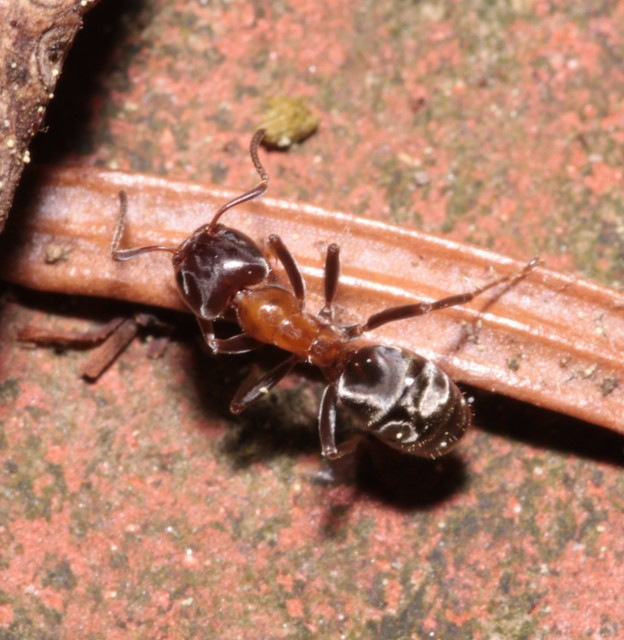Liometopum microcephalum - tölgyfahangya