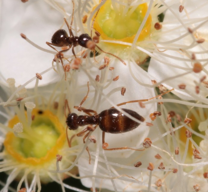 Prenolepis nitens - ragyogóhangya