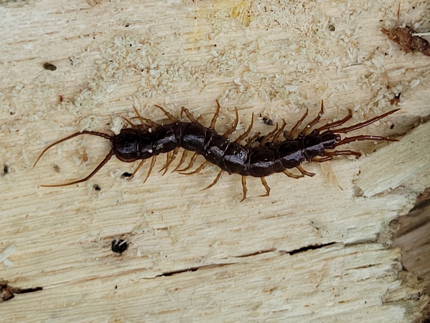 Lithobius