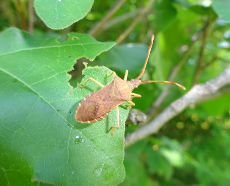 Gonocerus acuteangulatus - aranypetés karimáspoloska