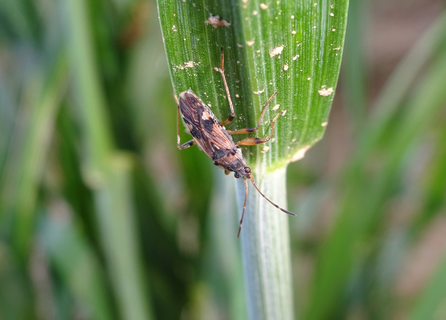 Beosus maritimus - homoki bodobács