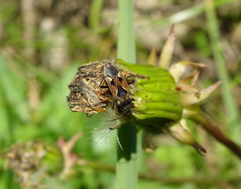 Rhyparochromus vulgaris - közönséges díszesbodobács