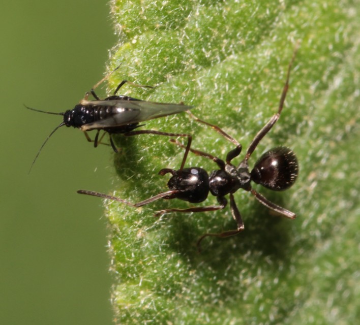 Formica fusca - kormos rabszolgahangya