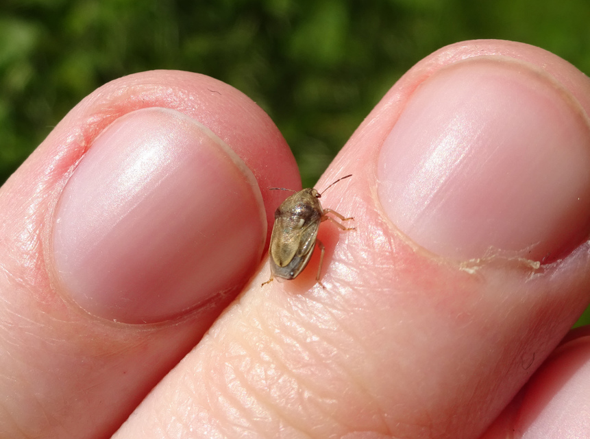 Neottiglossa leporina - sárgahasú címerespoloska Neottiglossa leporina - sárgahasú címerespoloska