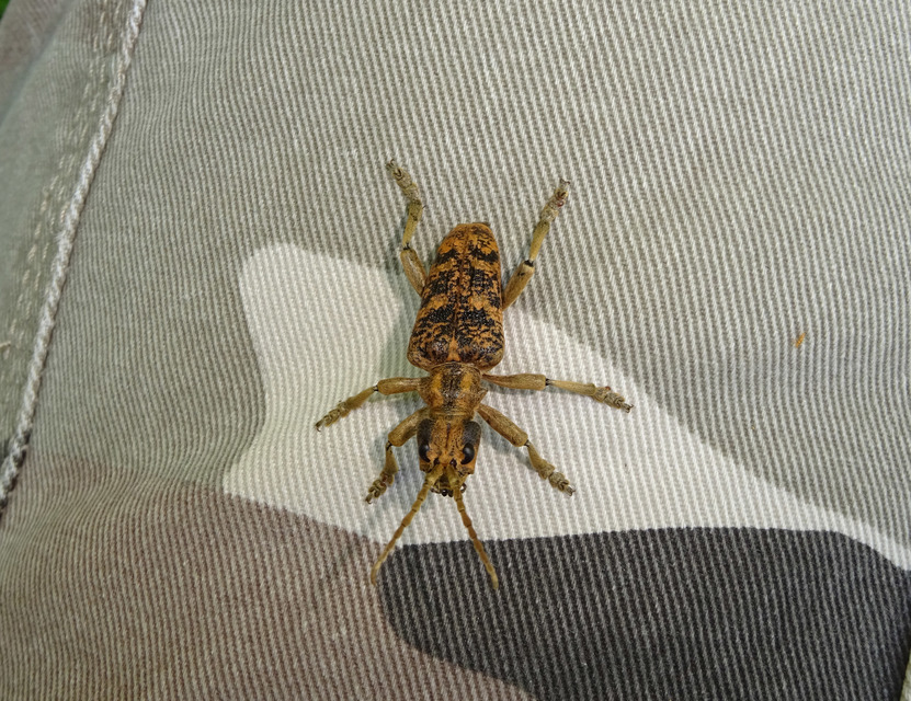 Rhagium sycophanta - tölgyes-tövisescincér