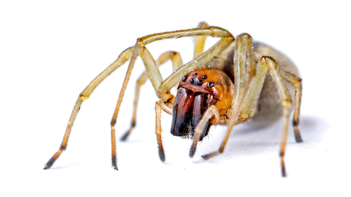 Cheiracanthium erraticum - csíkos dajkapók