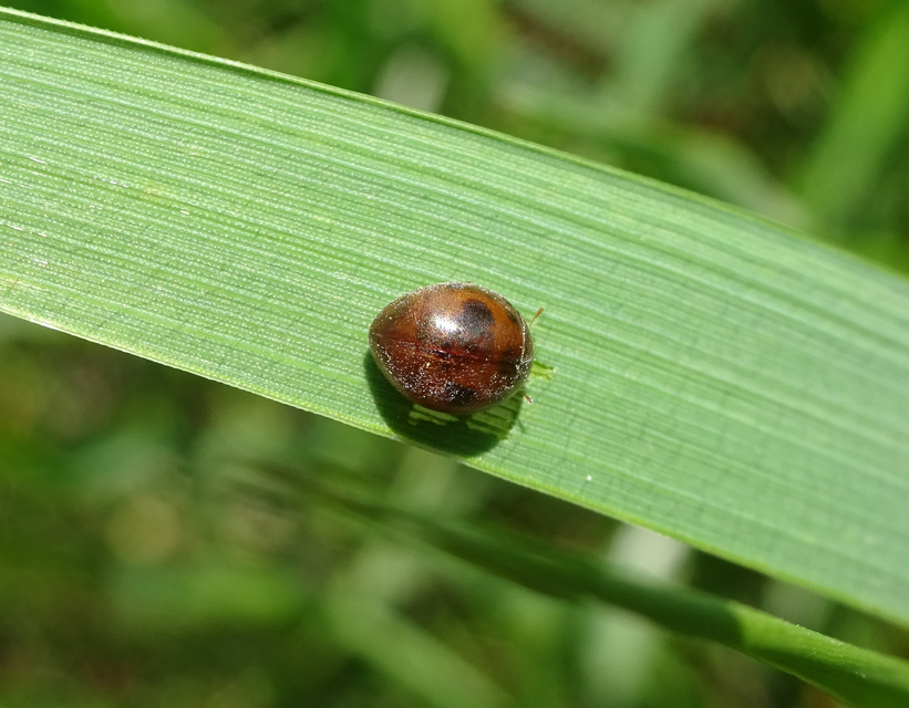 Cynegetis impunctata - pázsitfűböde