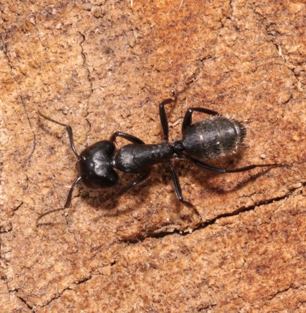 Camponotus vagus - fekete lóhangya