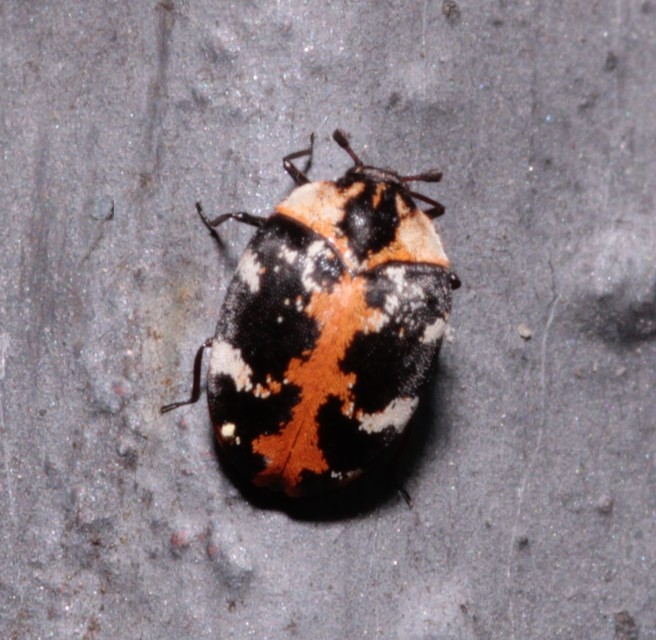 Anthrenus scrophulariae - nagy múzeumbogár