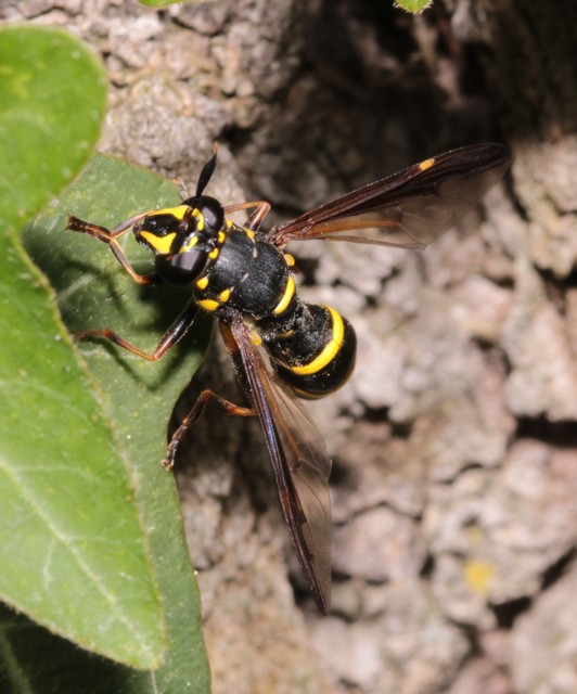 Sphiximorpha subsessilis - galagonya orsócsápúlégy