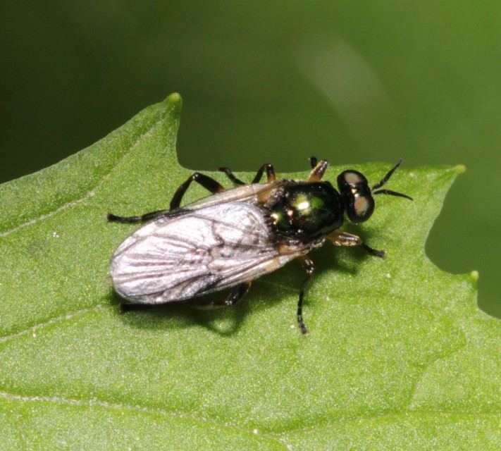 Actina chalybea - csillogó tüskéslégy