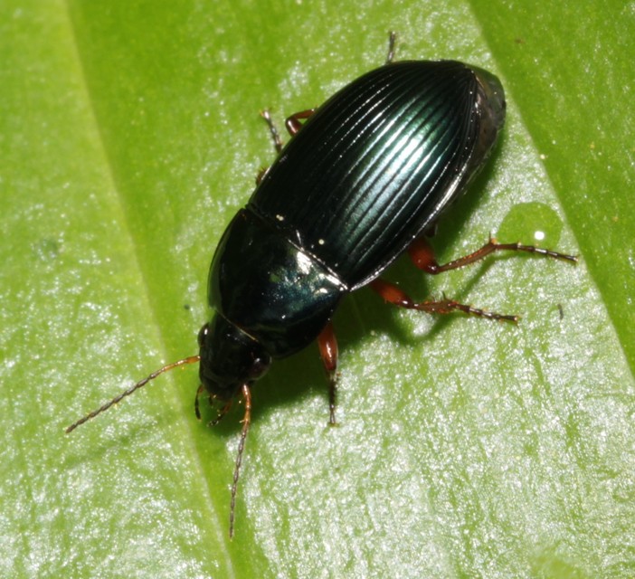 Amara saphyrea - azúrkék közfutó