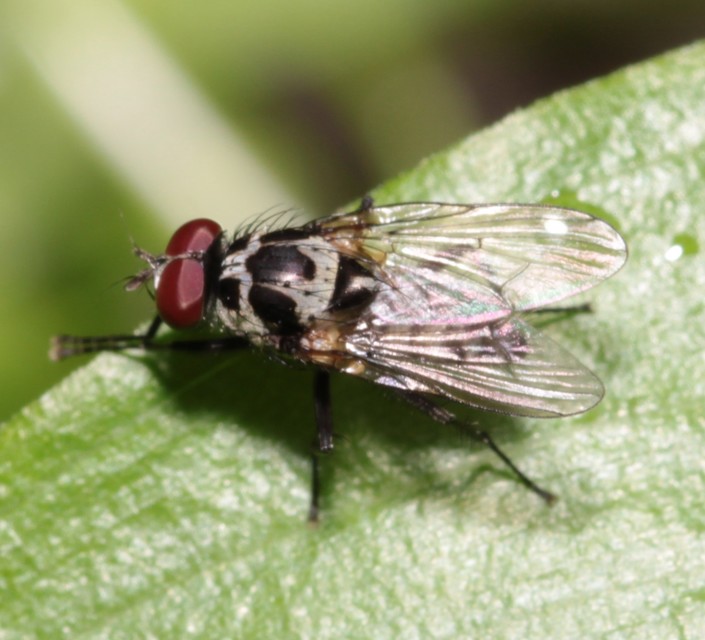 Anthomyia procellaris