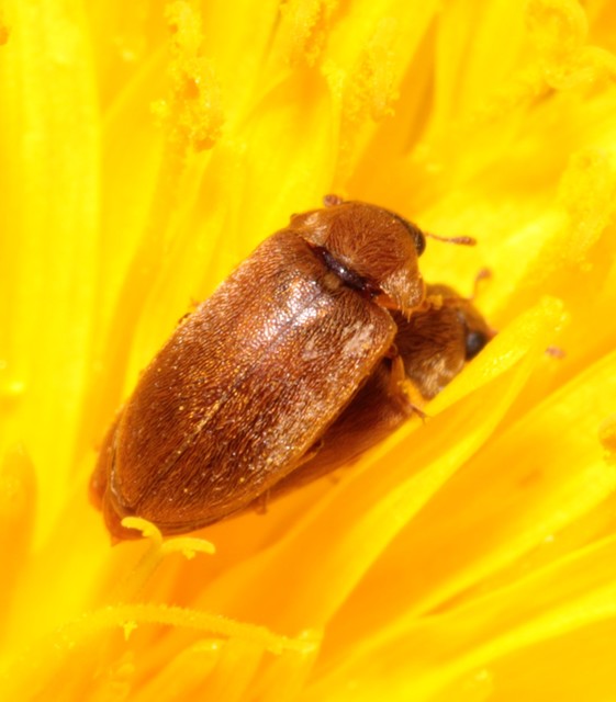 Byturus ochraceus - gyömbérgyökérbogár