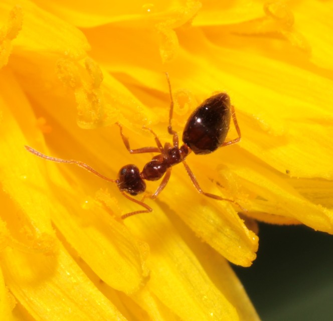 Prenolepis nitens - ragyogóhangya