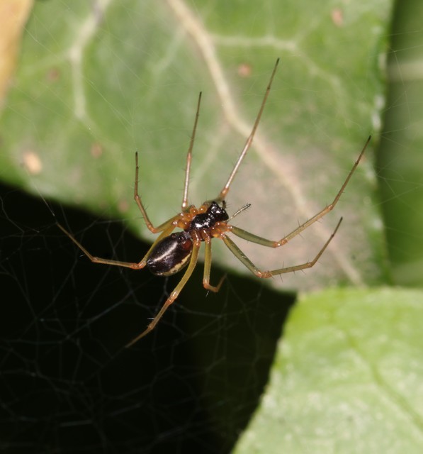 Linyphiidae - vitorláspókok